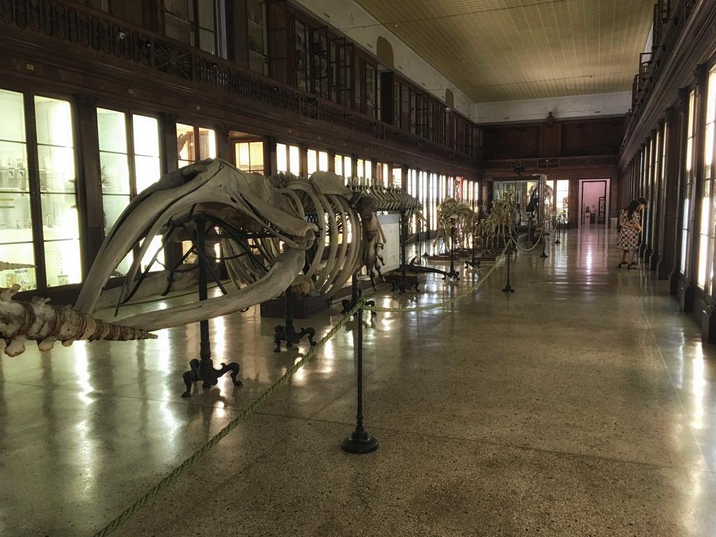 Casa San Marcellino Daire Napoli Dış mekan fotoğraf